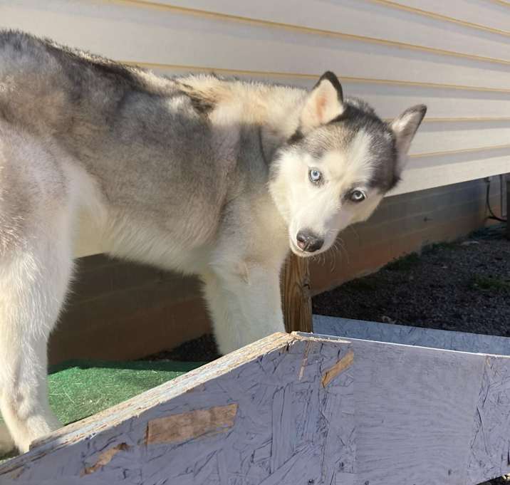 Photo of Ghost