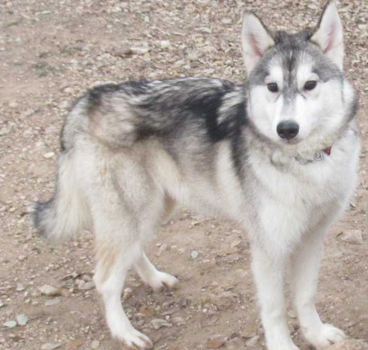 Photo of Zag
