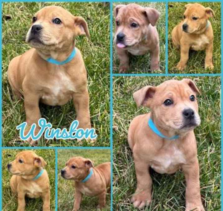 Photo of Winston