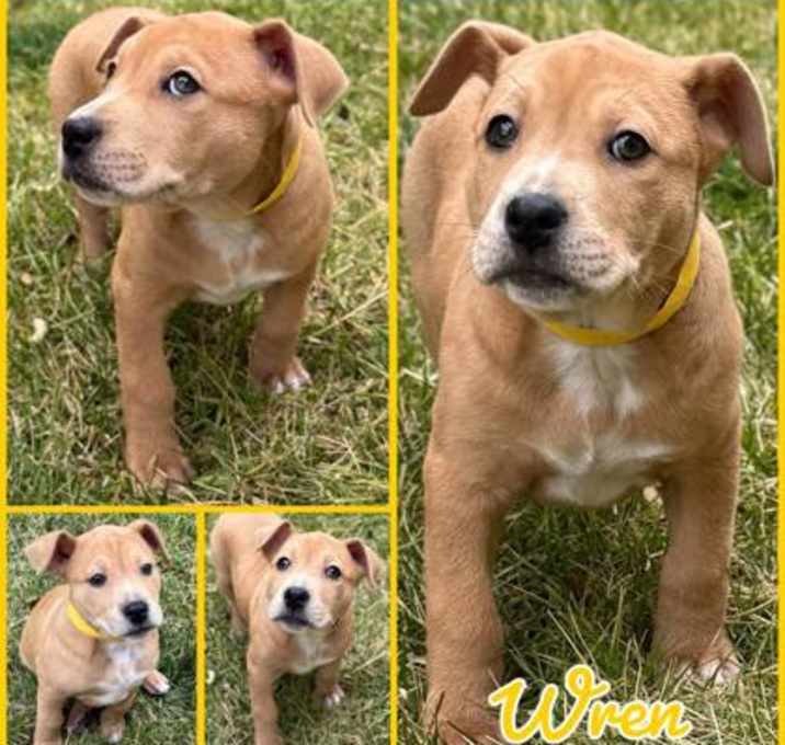 Photo of Wren