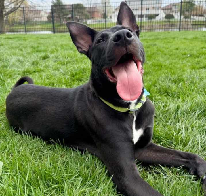 Photo of Buster