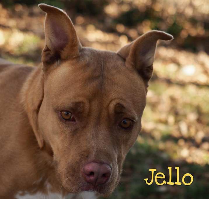 Photo of Jello
