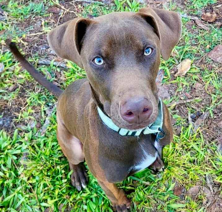Photo of Baby Charlie - Beautiful puppy!