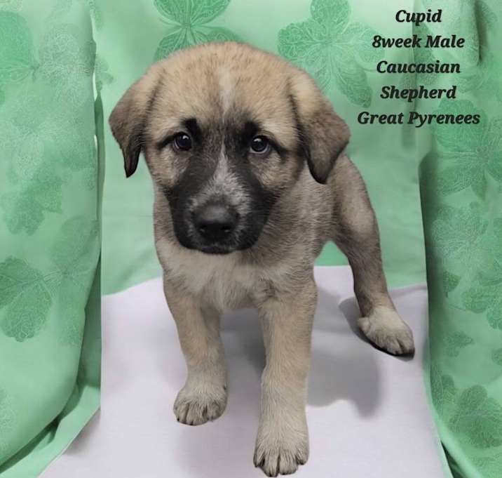 Photo of Cupid