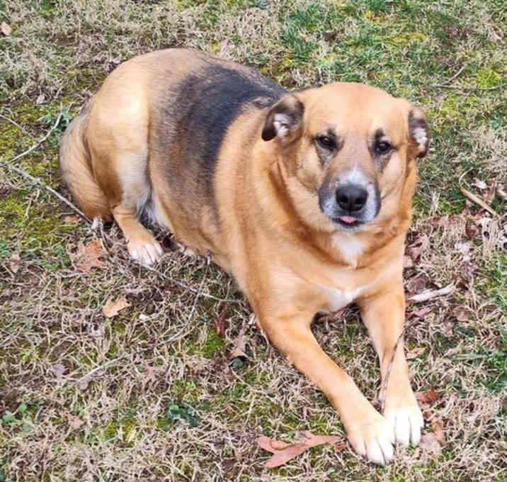 Photo of Bolt *COURTESY LISTING*