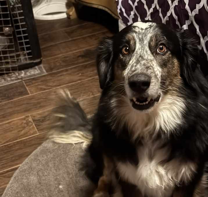Photo of Koda