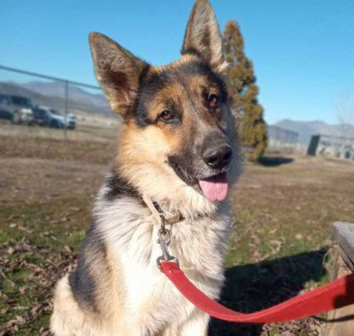 Photo of Bronco