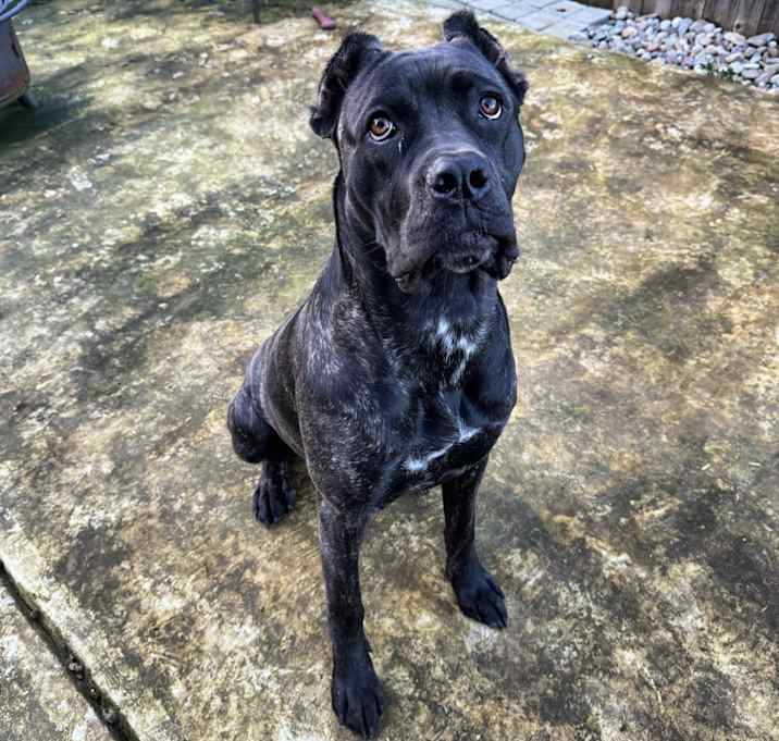 Photo of Luna