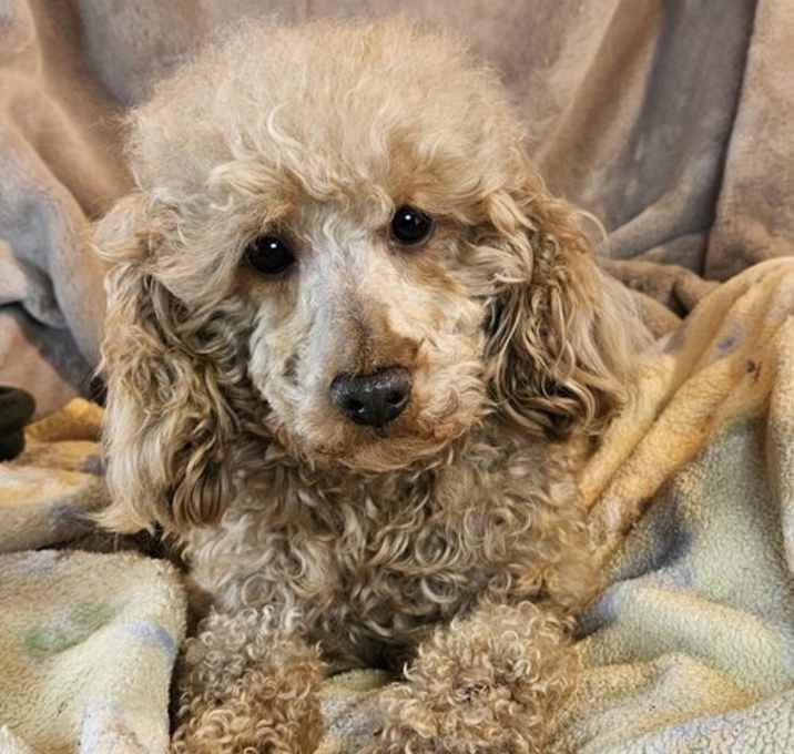 Photo of Rocko