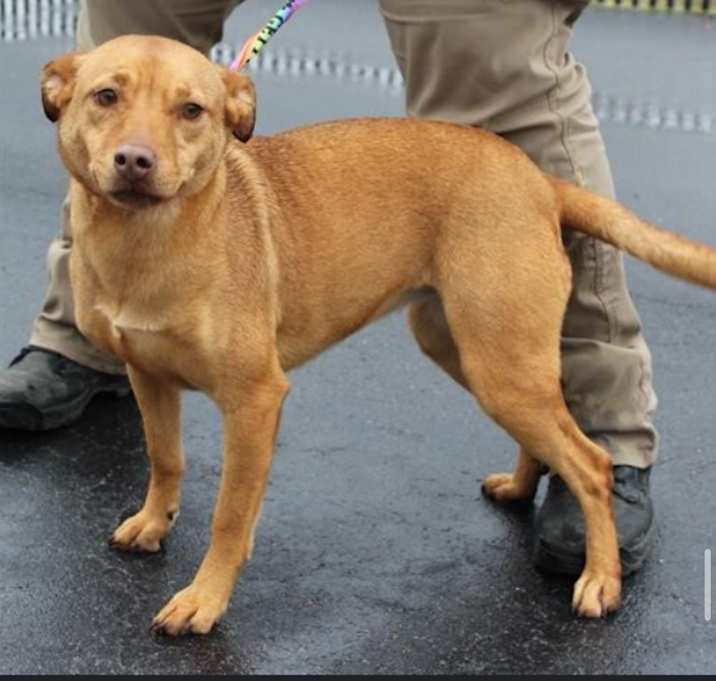 Photo of Misty URGENTLY NEEDS HELP!