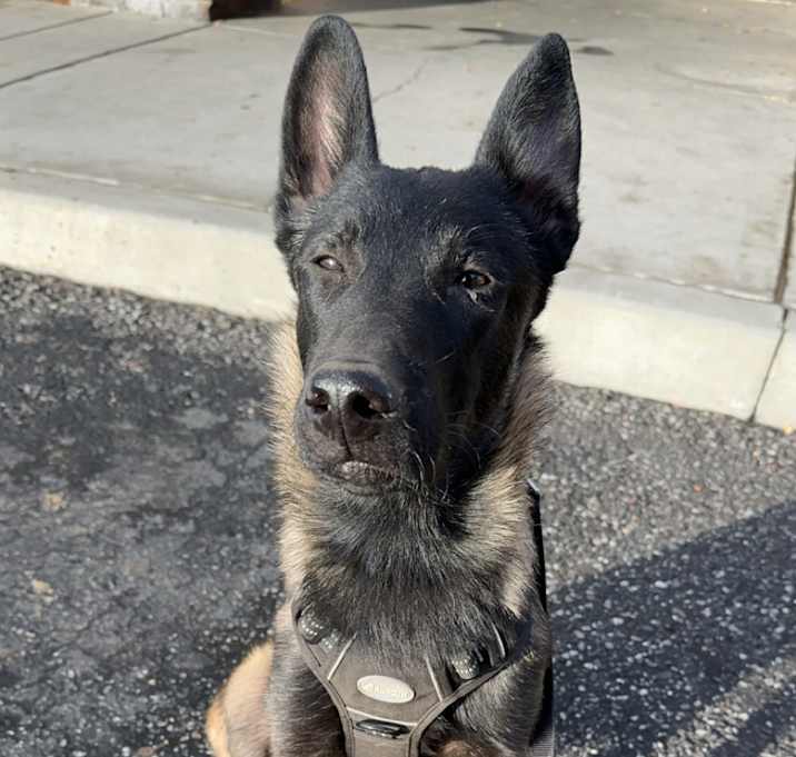 Photo of Rocky