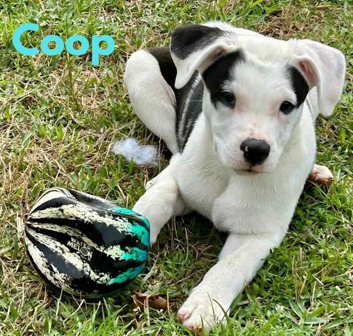 Photo of COOP