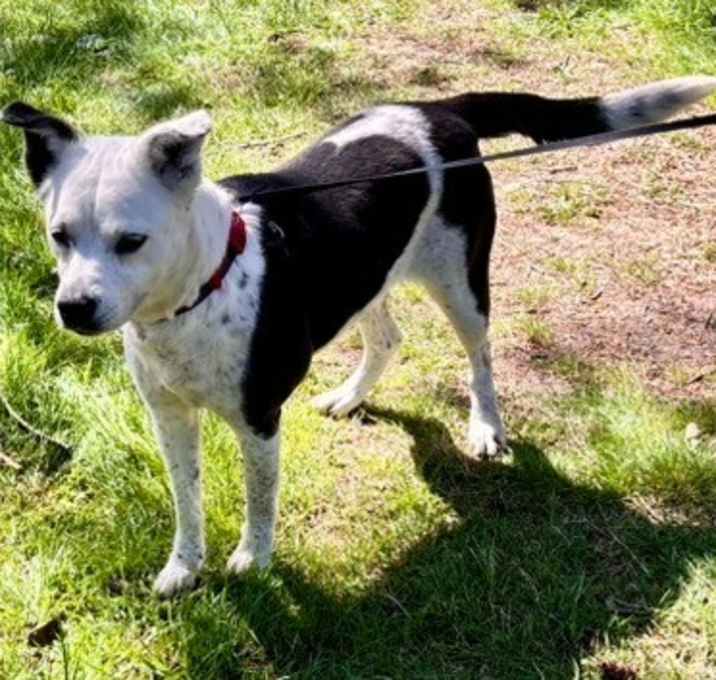 Photo of Daisy