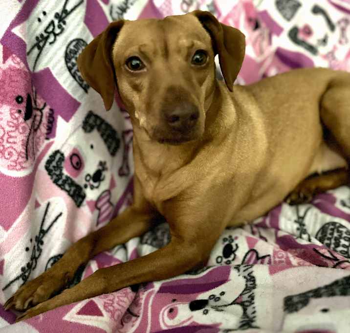 Photo of Poptart