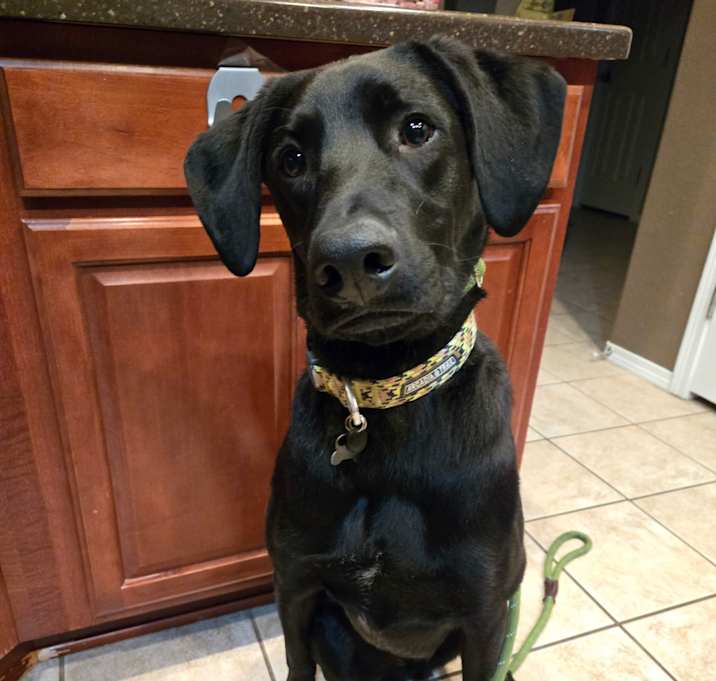 Photo of Loki