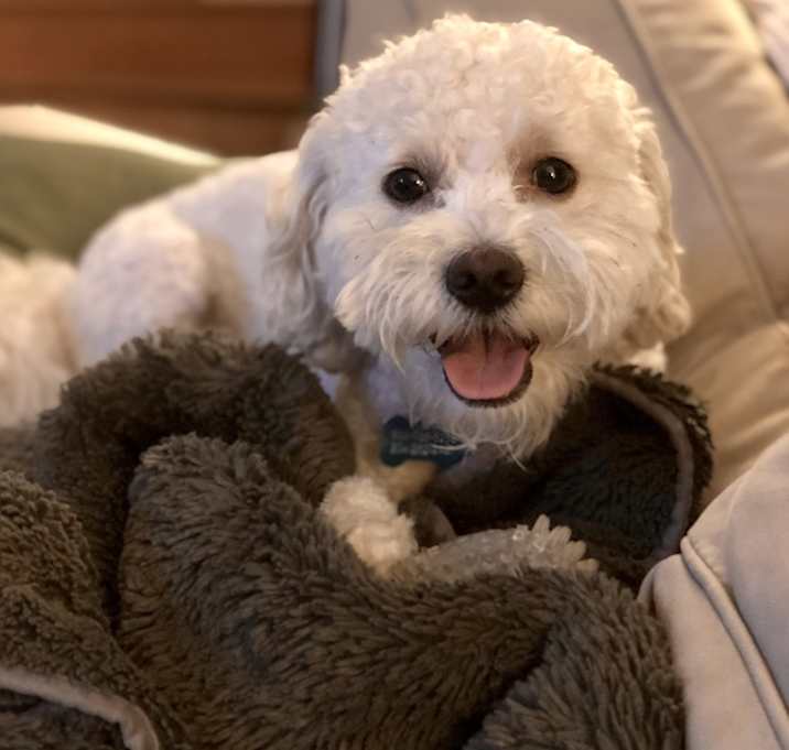 Photo of Teddy