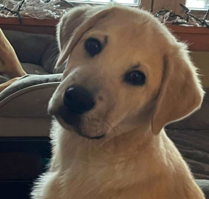 Photo of Pike in NY- transport available