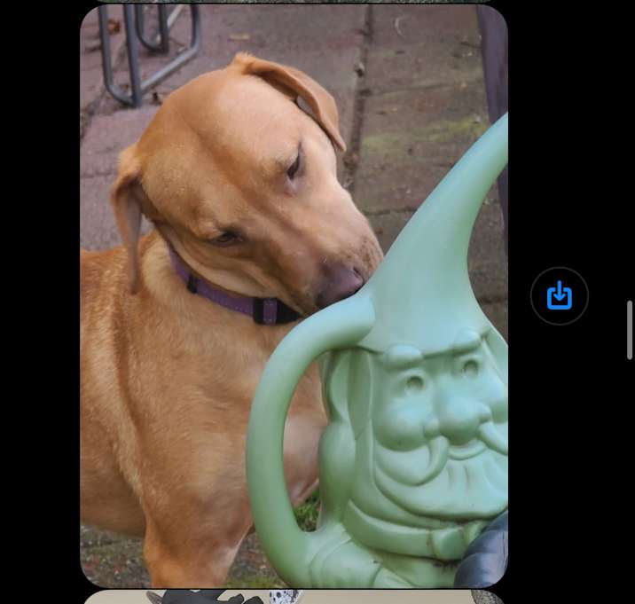 Photo of Wrangler URGENT SWEETIE!
