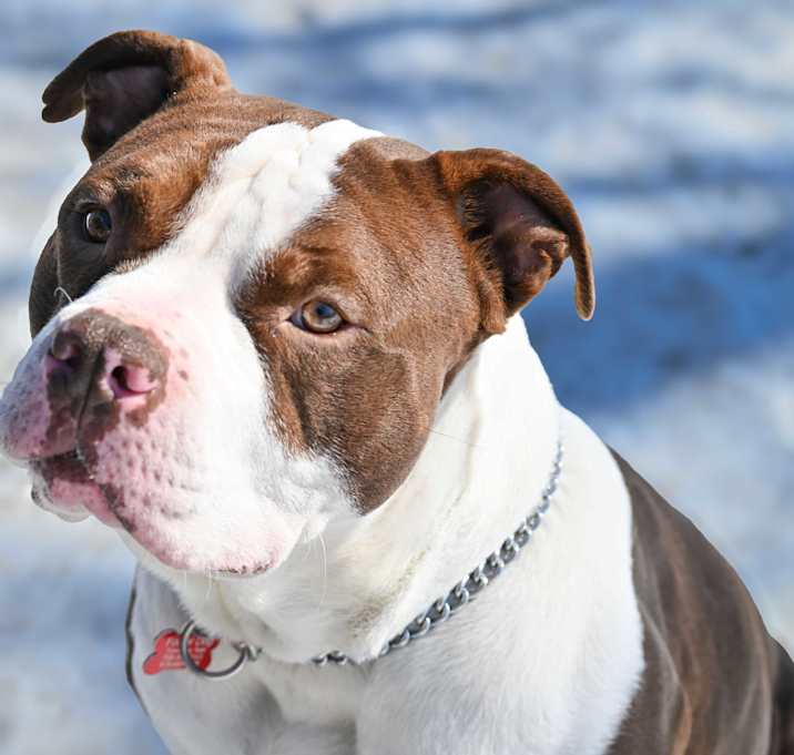 Photo of Gentry