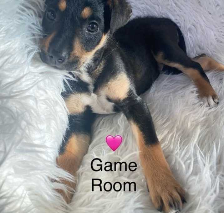Photo of Game Room