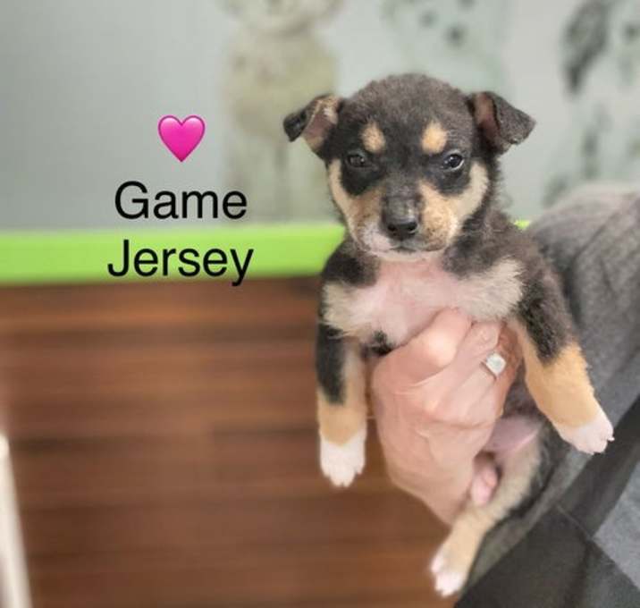 Photo of Game Jersey