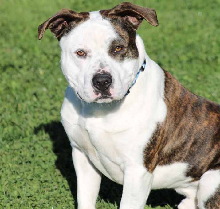 Photo of Porkchop