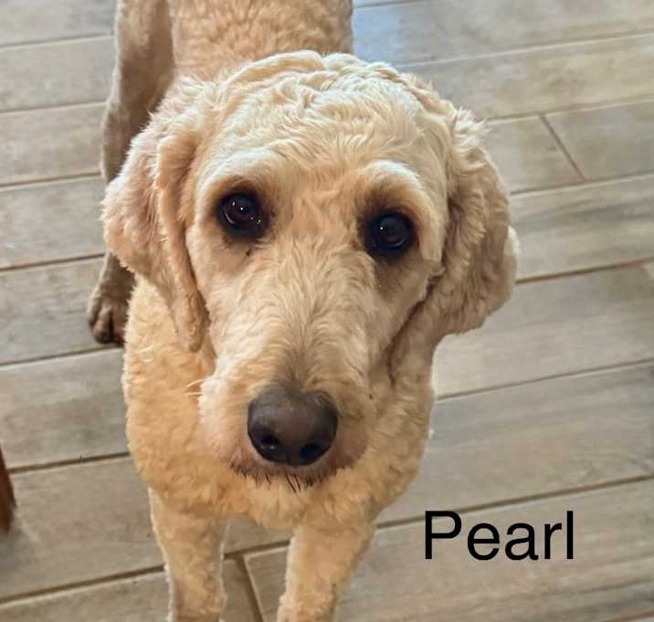 Photo of Pearl