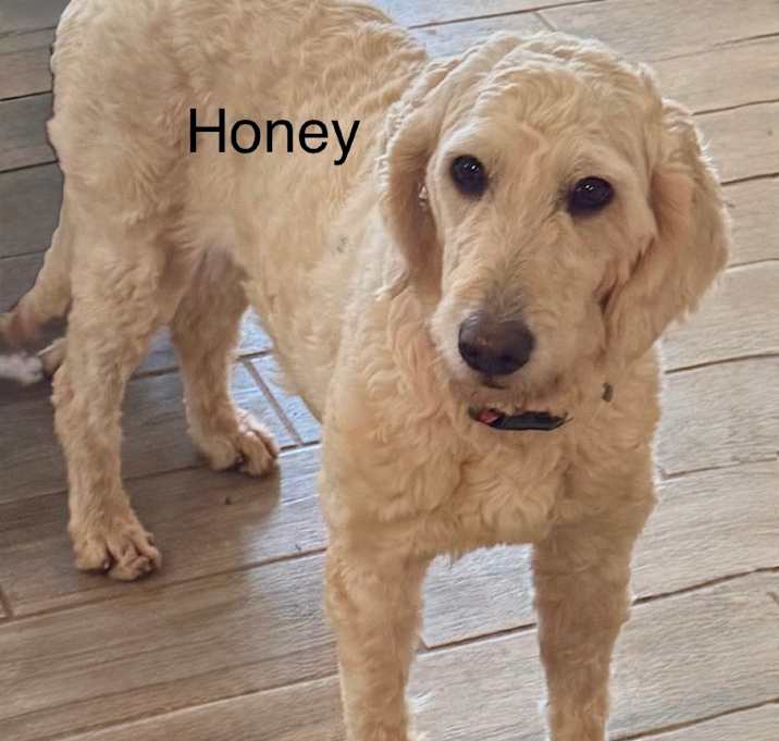 Photo of Honey