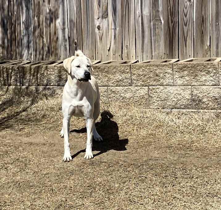 Photo of Nala