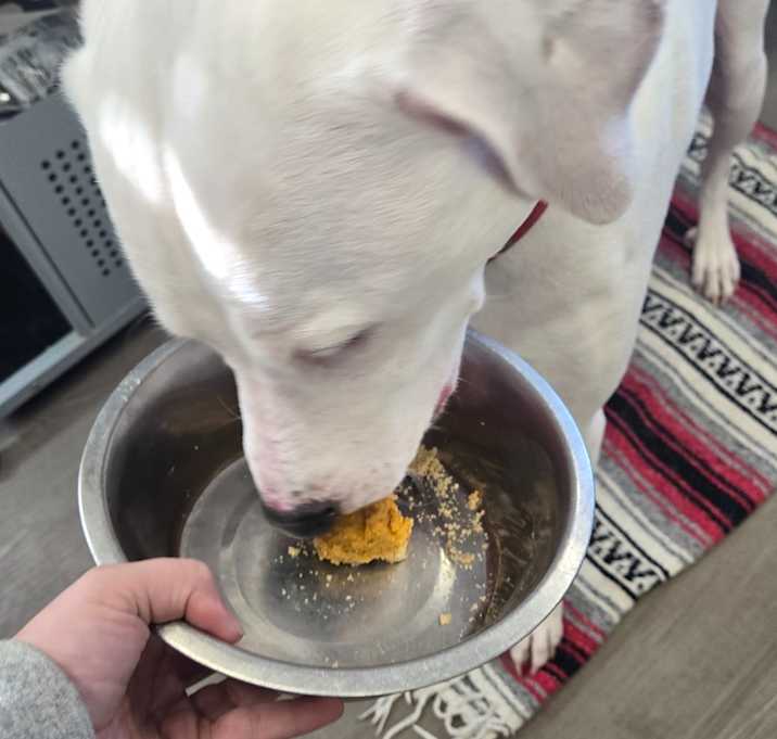 Photo of Odie