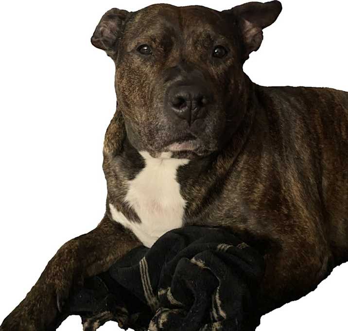 Photo of Bruiser