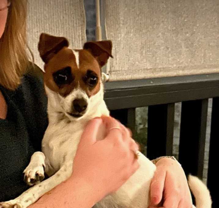 Photo of Piper