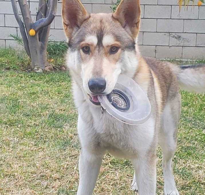 Photo of Odin