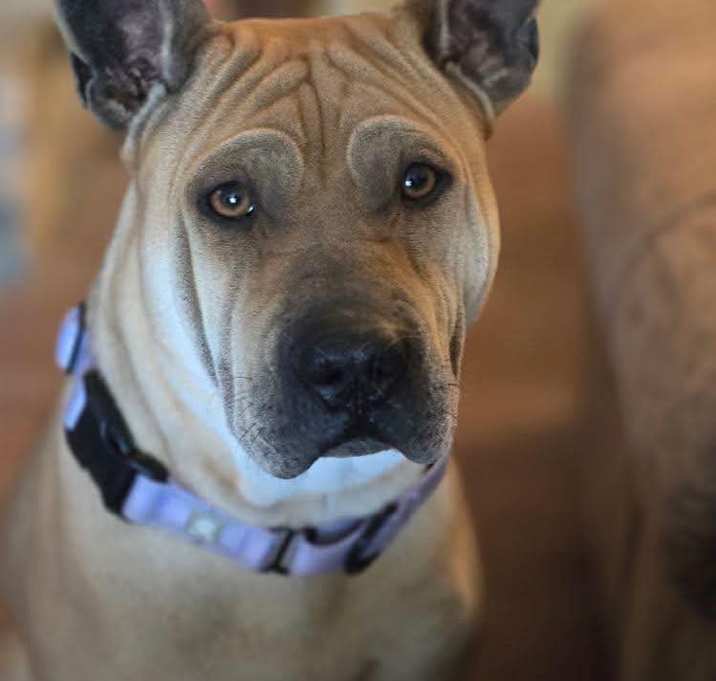 Photo of Scrunchie