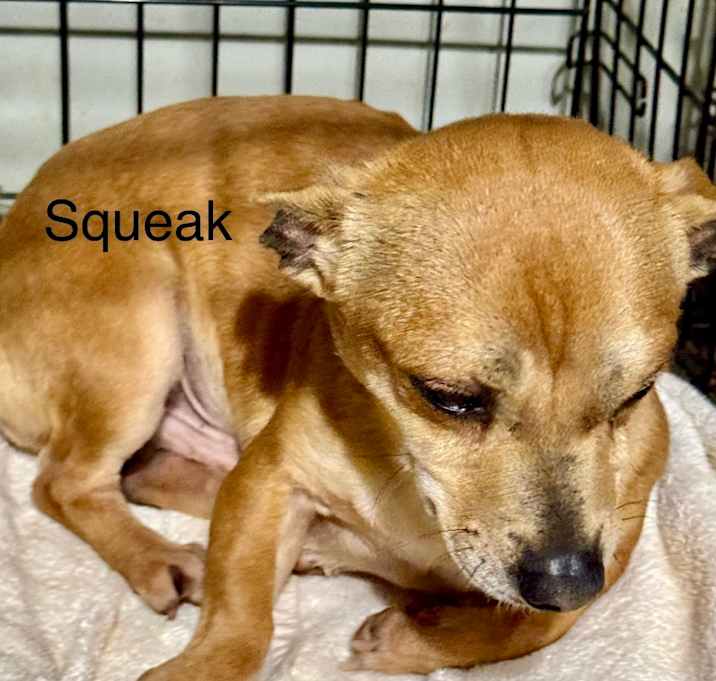 Photo of Squeak