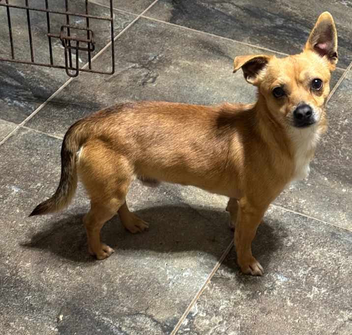 Photo of Pip