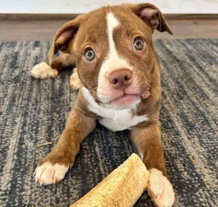 Photo of Mama Gia's Pup Gracie