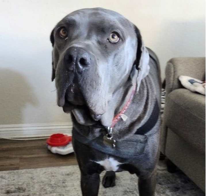 Photo of Duke - Courtesy Post