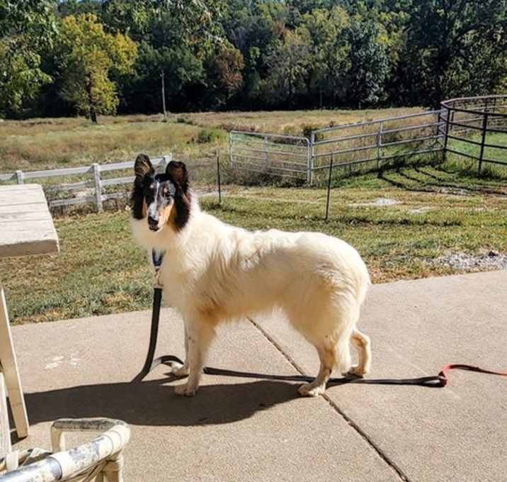 Photo of Skye (Collie puppy)