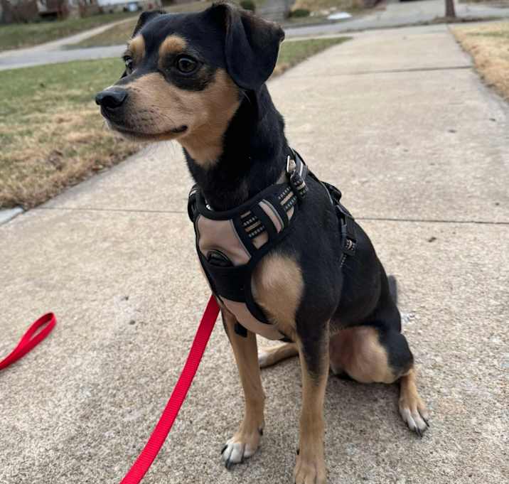 Photo of Dexter 