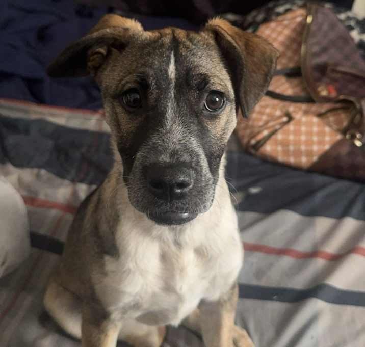 Photo of Nova