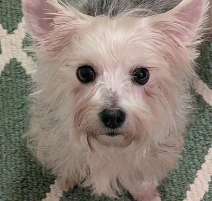 Photo of Rosie