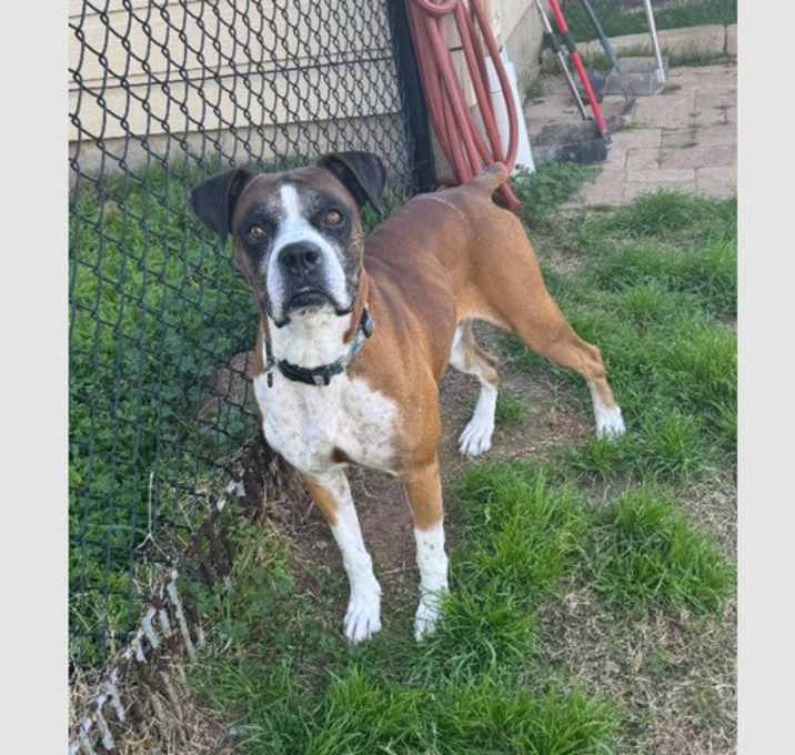 Photo of Brady II