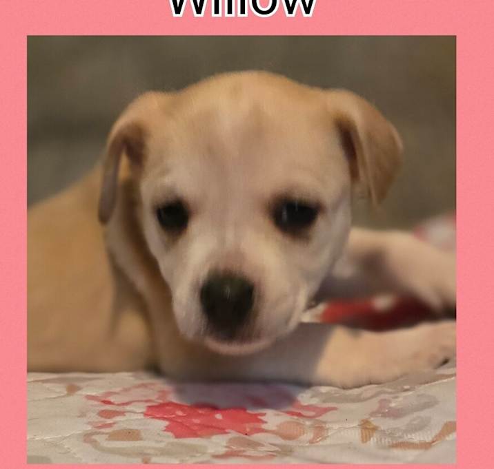 Photo of Willow