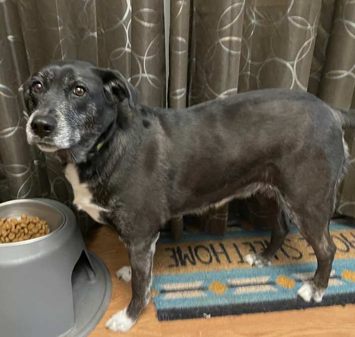 Photo of Daisy