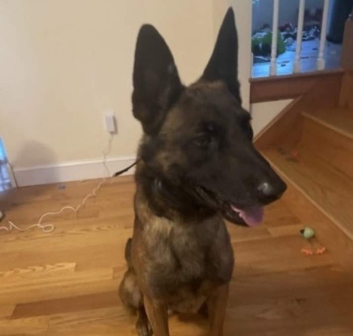 Photo of Koda
