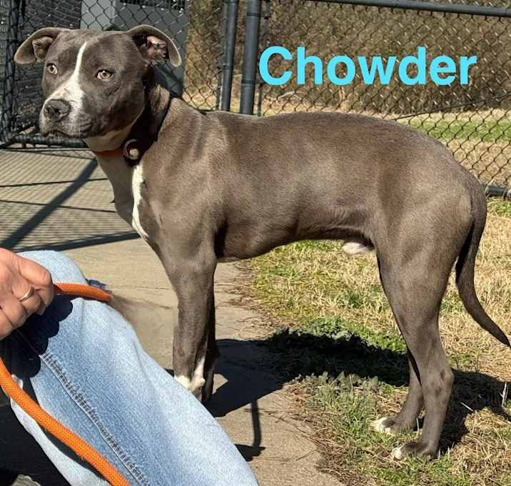 Photo of Chowder (1104 e 2nd #2)
