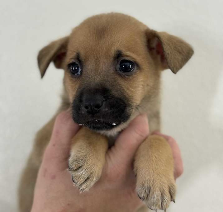 Photo of Finch