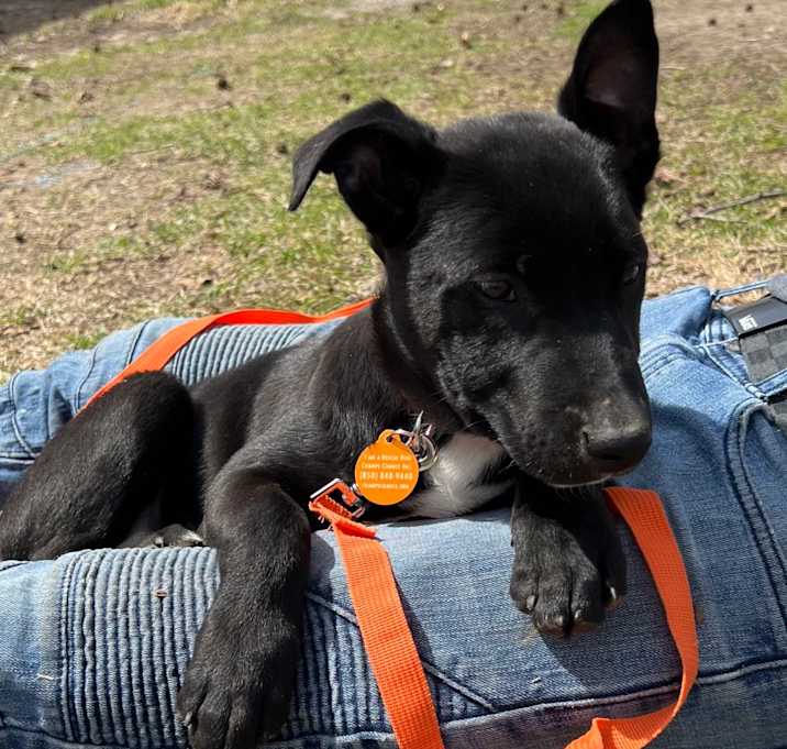 Photo of BISCUIT