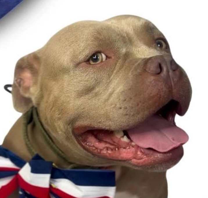 Photo of LOKI - $0 Adoption Fee!